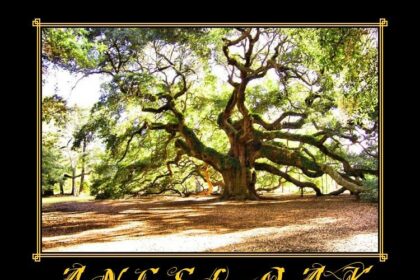 Laser Hair Treatment: Your Smooth Journey Begins Here!