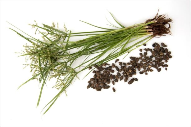 Cyperus Rotundus: The Essential Oil Hero for Healing!
