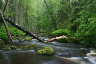 Unlocking Nature: Inside the Tweak’d Restore Hair Treatment