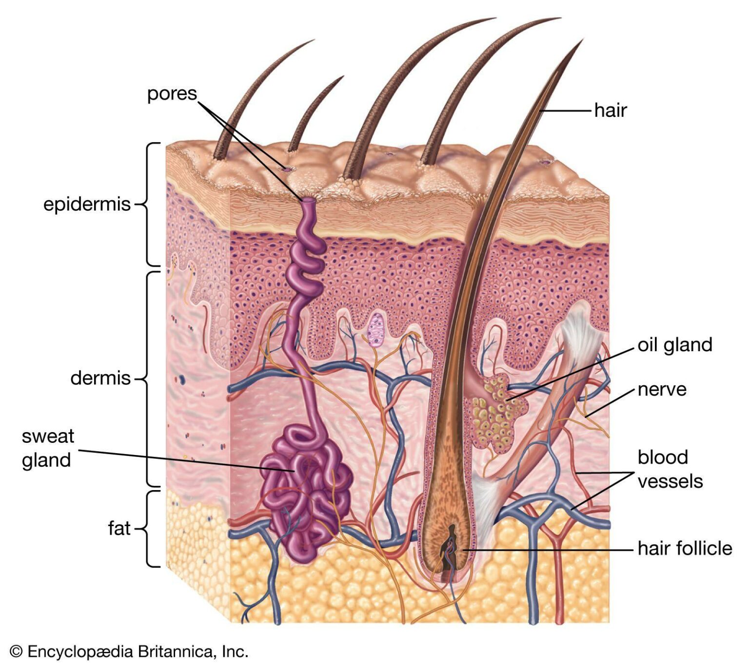 Why Your Skin Needs a Perfumed-Product Pause After Laser