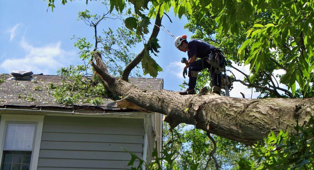 Tree Removal in Portland: 2024 Price Guide Unveiled!