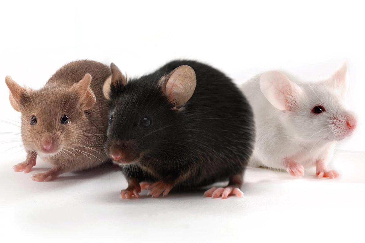Say Goodbye to Mice: Affordable Plans by Wildlife Co