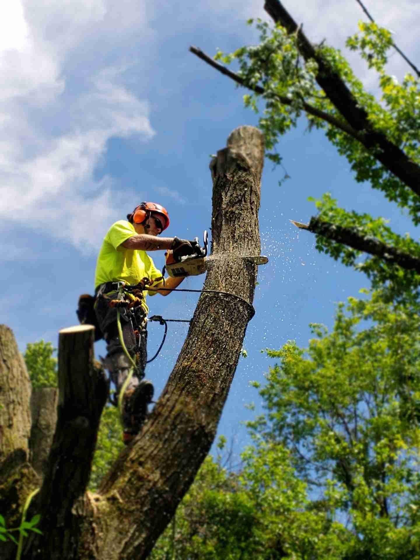 Saving on Tree Removal: Discounts, Deals, and DIY Options