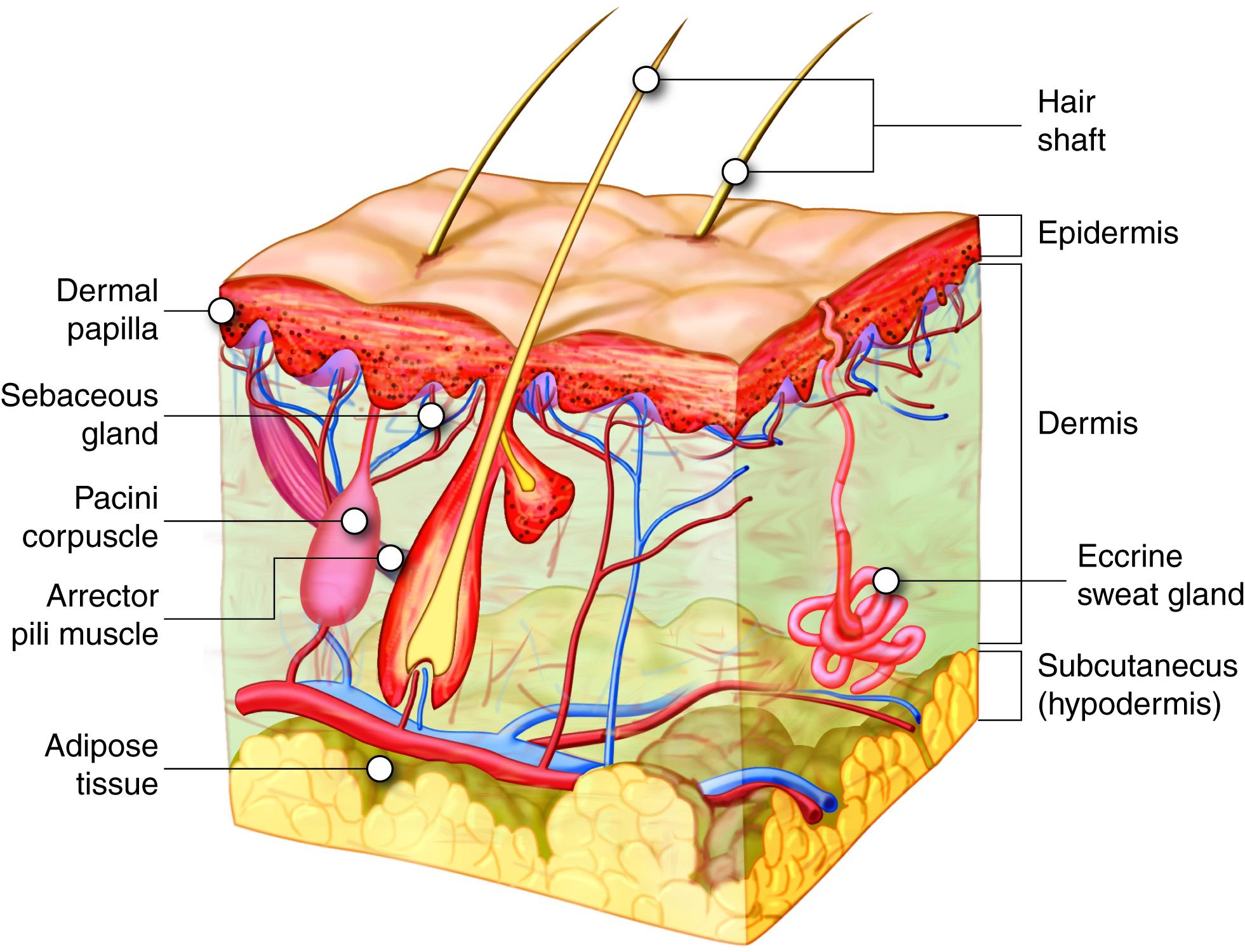 Understanding the Unique Needs of Melanin-Rich ⁤Skin