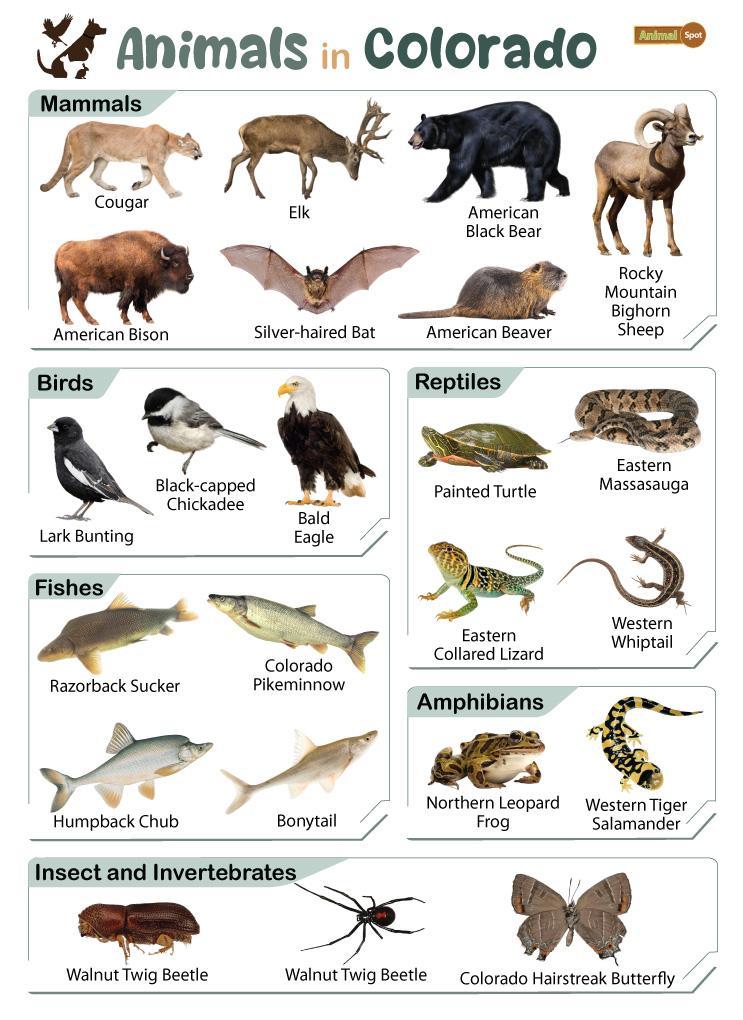 Uncover the Secrets of Wildlife Co’s Proven Plans