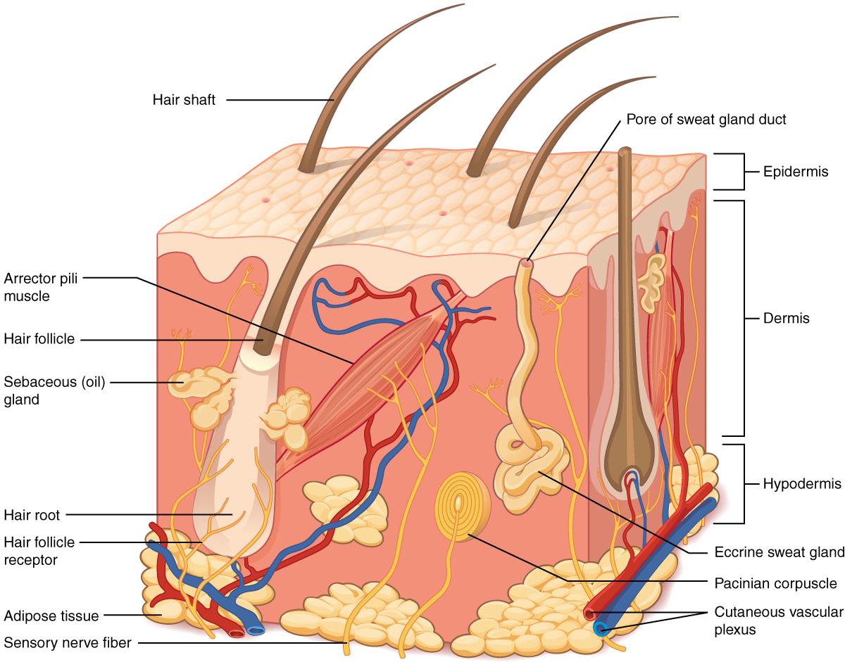 Preparing Your Skin for Success