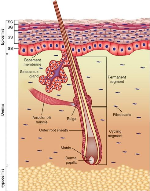 Understanding Your Skins Needs