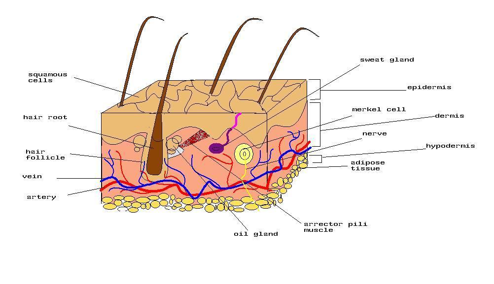 Understanding Your Skins Needs After Treatment