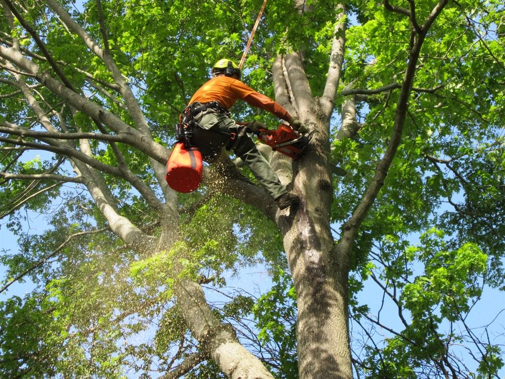 Choosing the Right Tree Removal Service: Tips and Recommendations