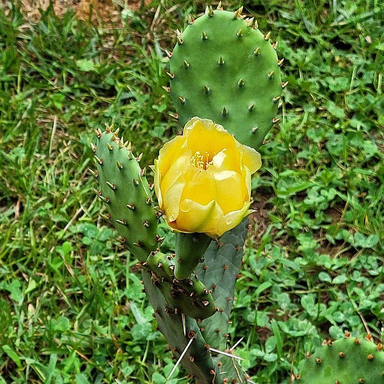 From Prickly Past to Worry-Free Future: Real-life Experiences