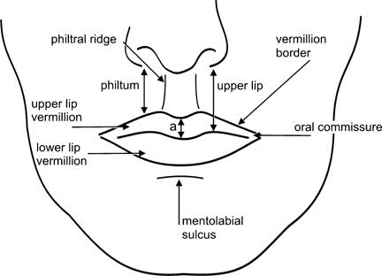Smooth Sailing for the Upper Lip: Why Its a Top Favorite