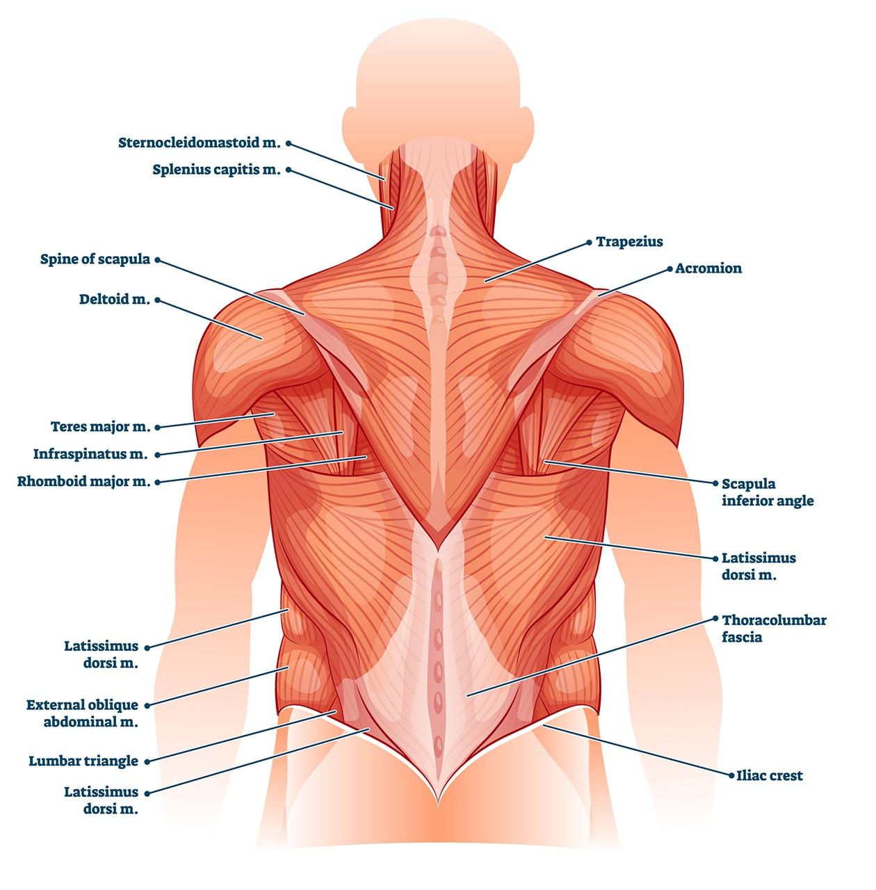 Understanding the ‌Basics of⁢ Back Laser Hair Removal