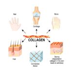 Glow Up! The Scoop on Collagen for Skin, Hair & Nails