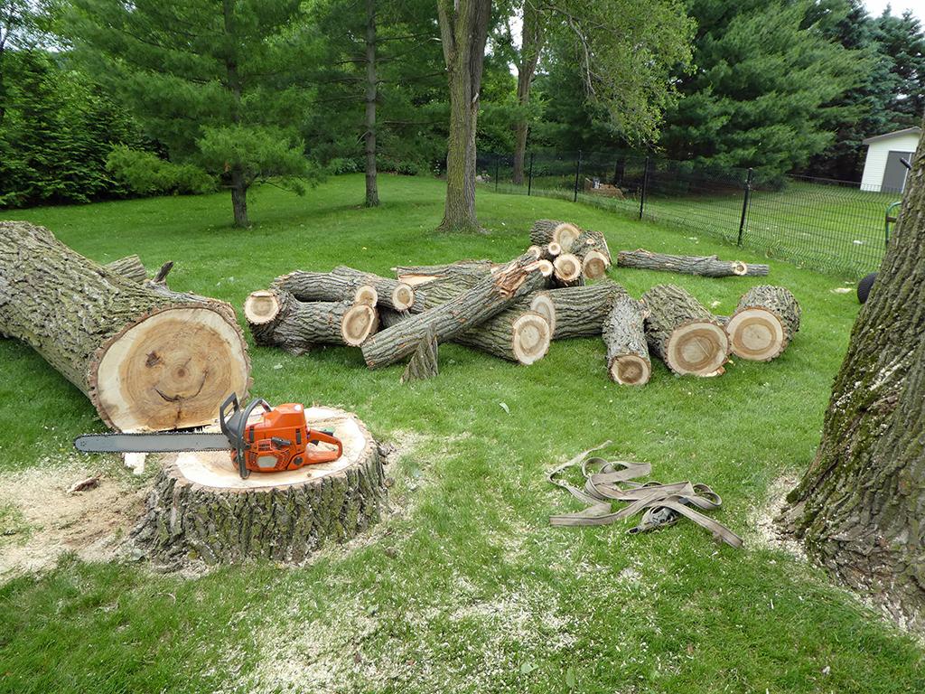 Discover Tree Removal Costs in Northern Virginia Today!
