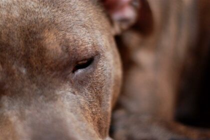 Fuzz-Free Future: Meet the CurrentBody Skin Laser!