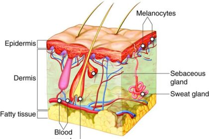 Smooth Sips: Navigating Upper Lip Laser Side Effects