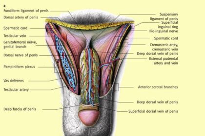 The Lowdown on Scrotum Laser Hair Removal Side Effects