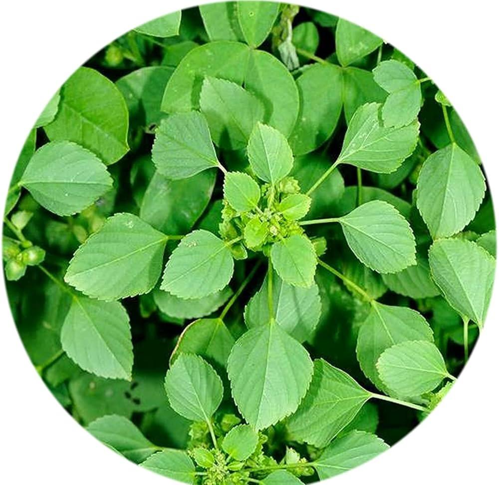 Expert Tips: Maximizing the Effectiveness of Kuppaimeni for Smooth Skin