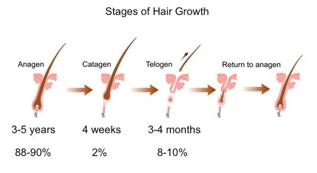 Understanding Hair Growth Cycles: When Patience Truly Pays Off