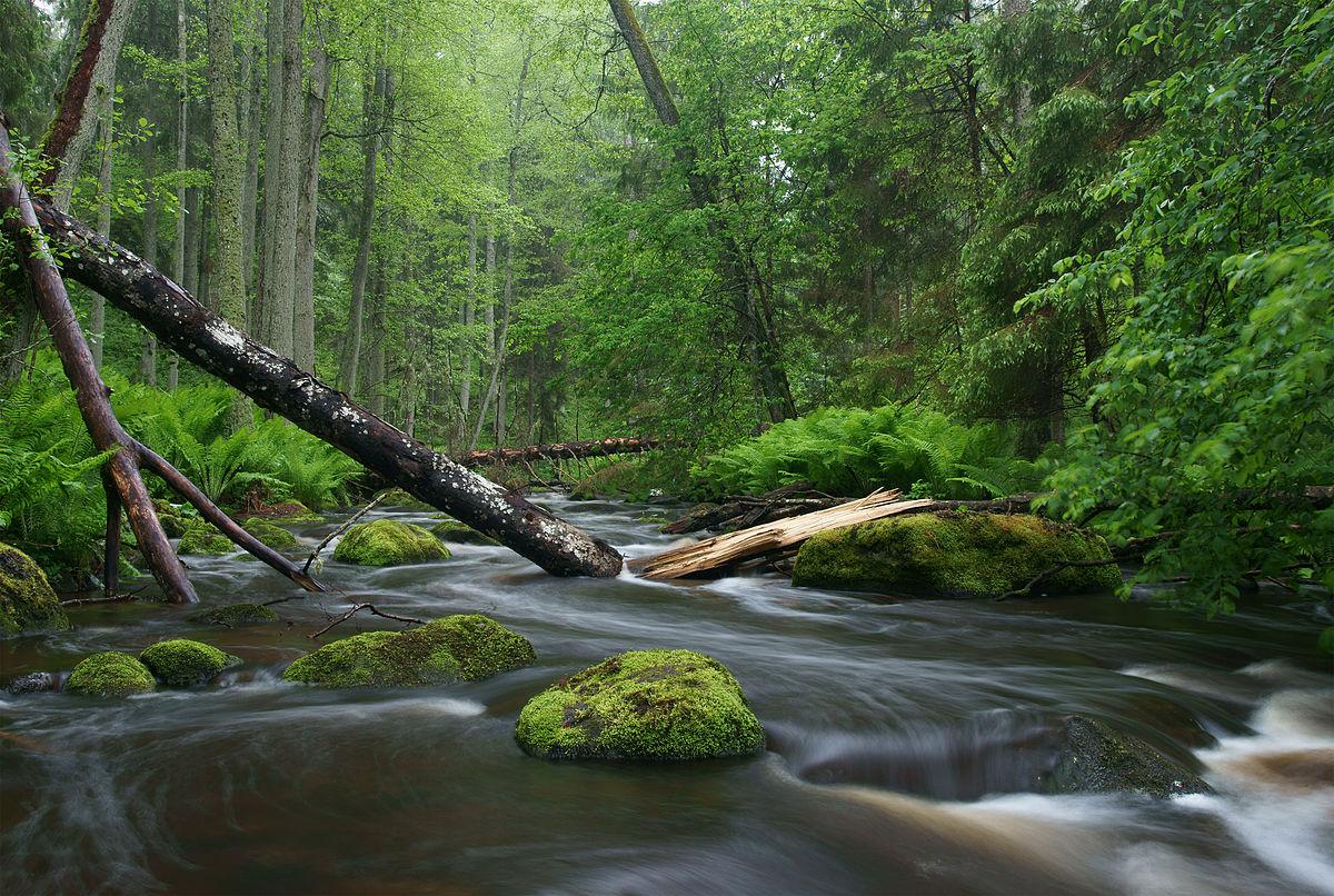 Embrace Nature with Reusable Razors: A Shave You Can Feel Good About
