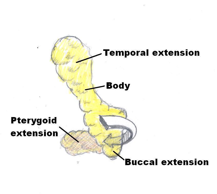 Understanding Buccal Fat Removal: What You⁤ Need to⁢ Know