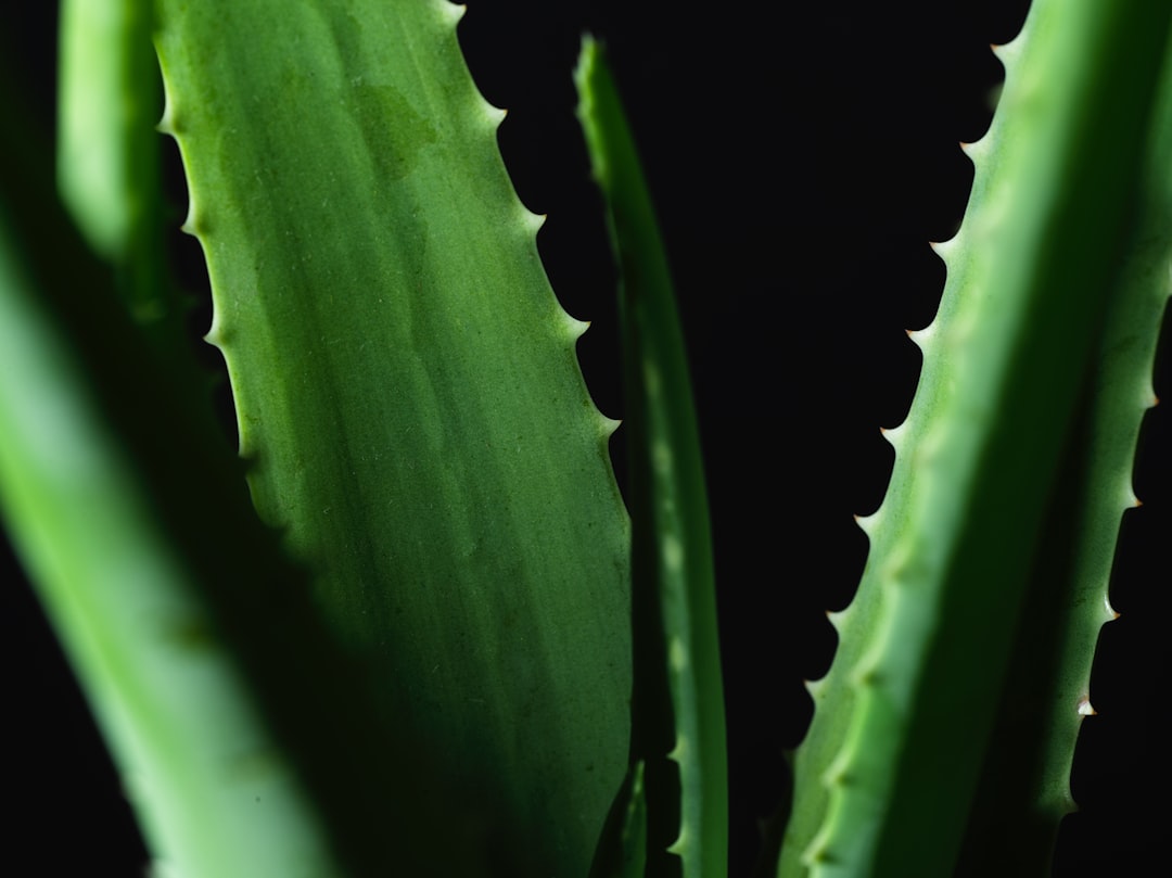 Photo Aloe vera gel