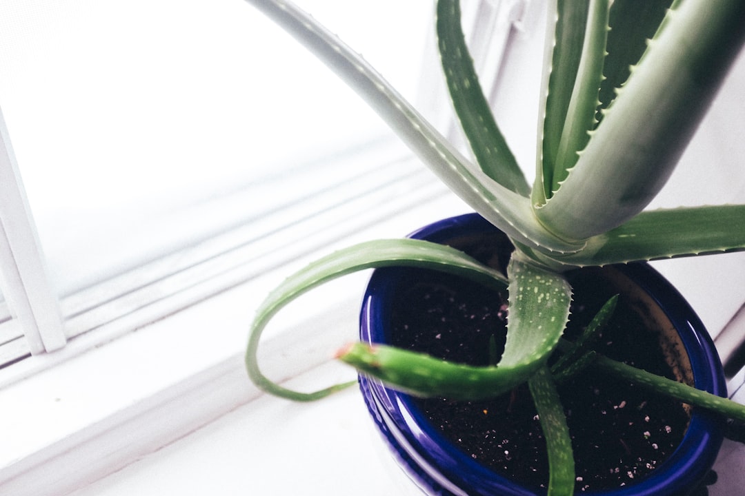 Photo Aloe vera gel