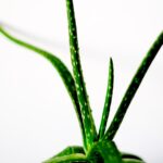 Photo Aloe vera gel