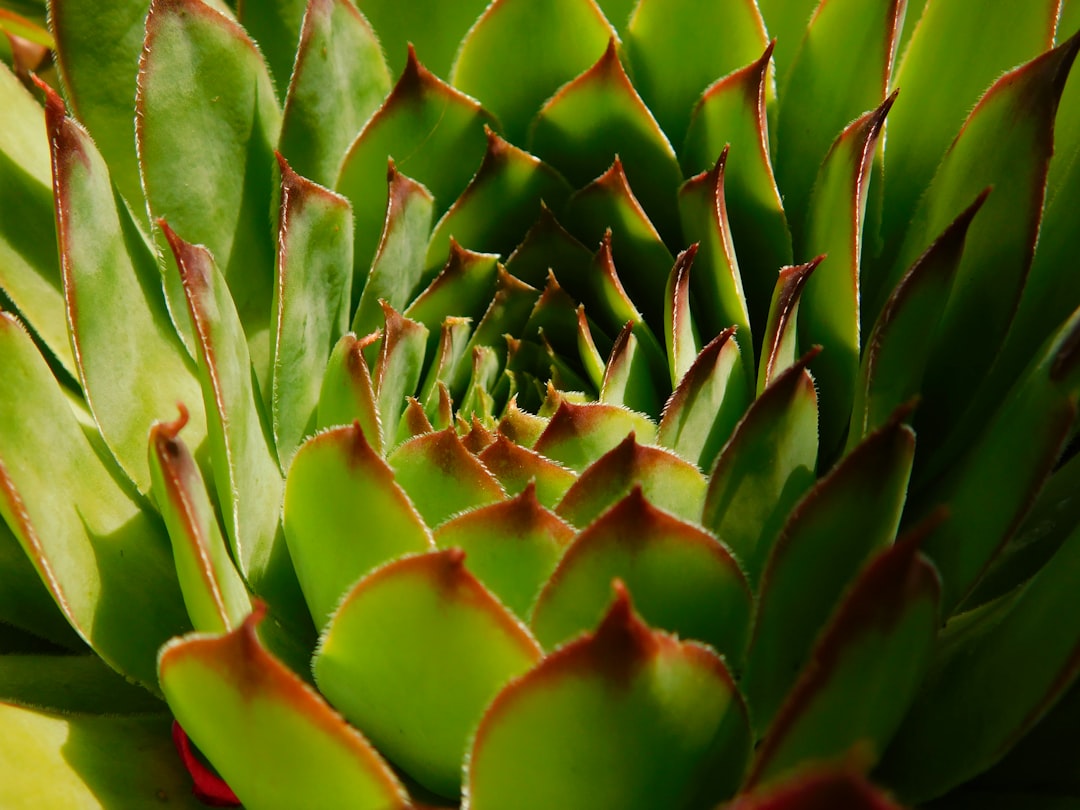 Photo Aloe vera gel