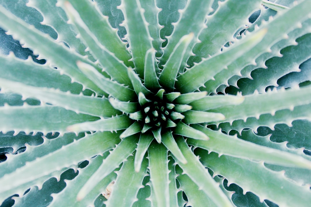 Photo Aloe vera gel