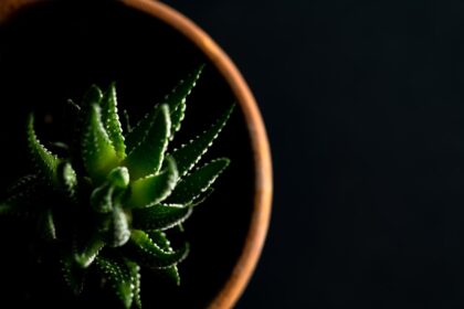 Photo Aloe vera gel