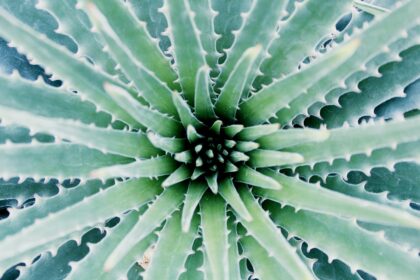Photo Aloe vera gel