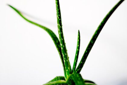 Photo Aloe vera gel