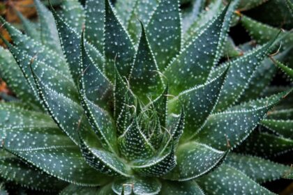 Photo Aloe vera gel