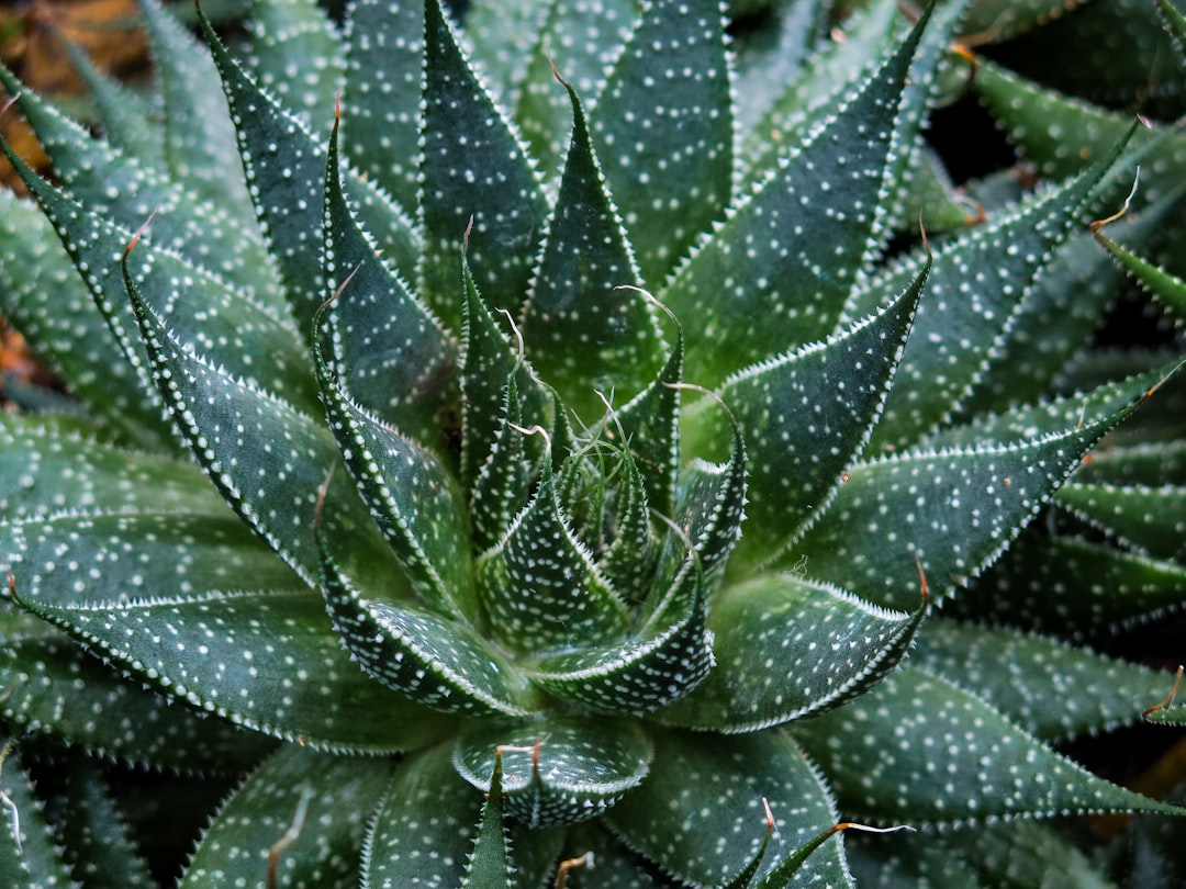 Photo Aloe vera gel