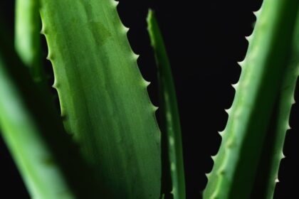 Photo Aloe vera gel