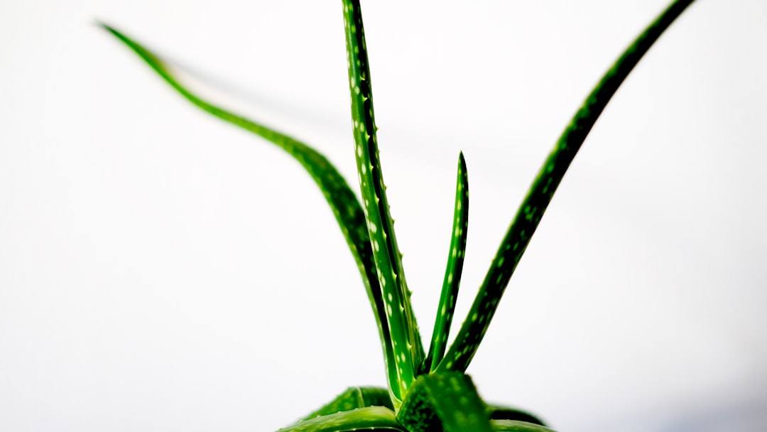 Photo Aloe vera gel