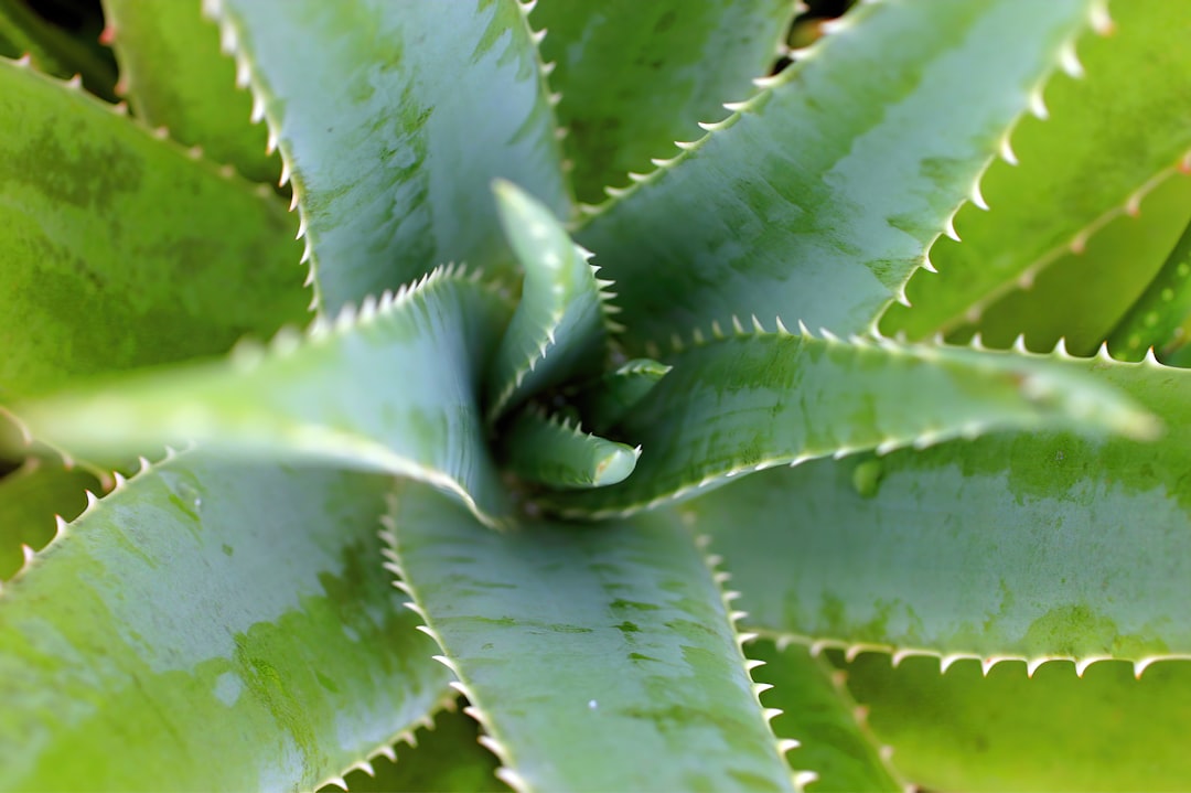 Photo Aloe vera gel