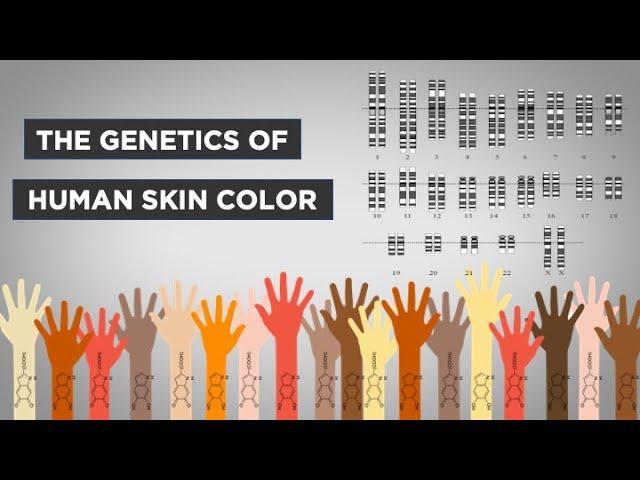 Innovative Research: Recent Discoveries in Skin Color Genetics