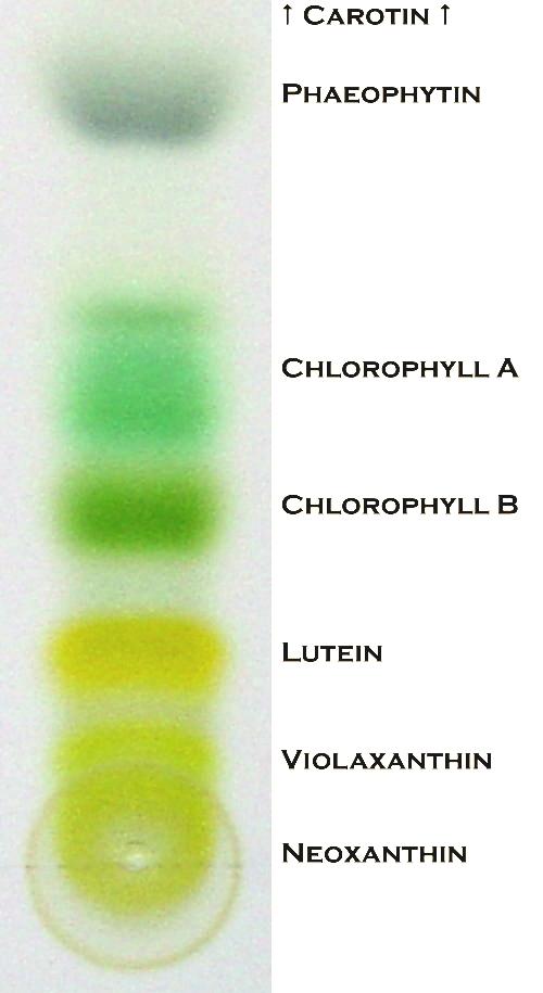 Results That Last: Which Method Wins Long-Term?